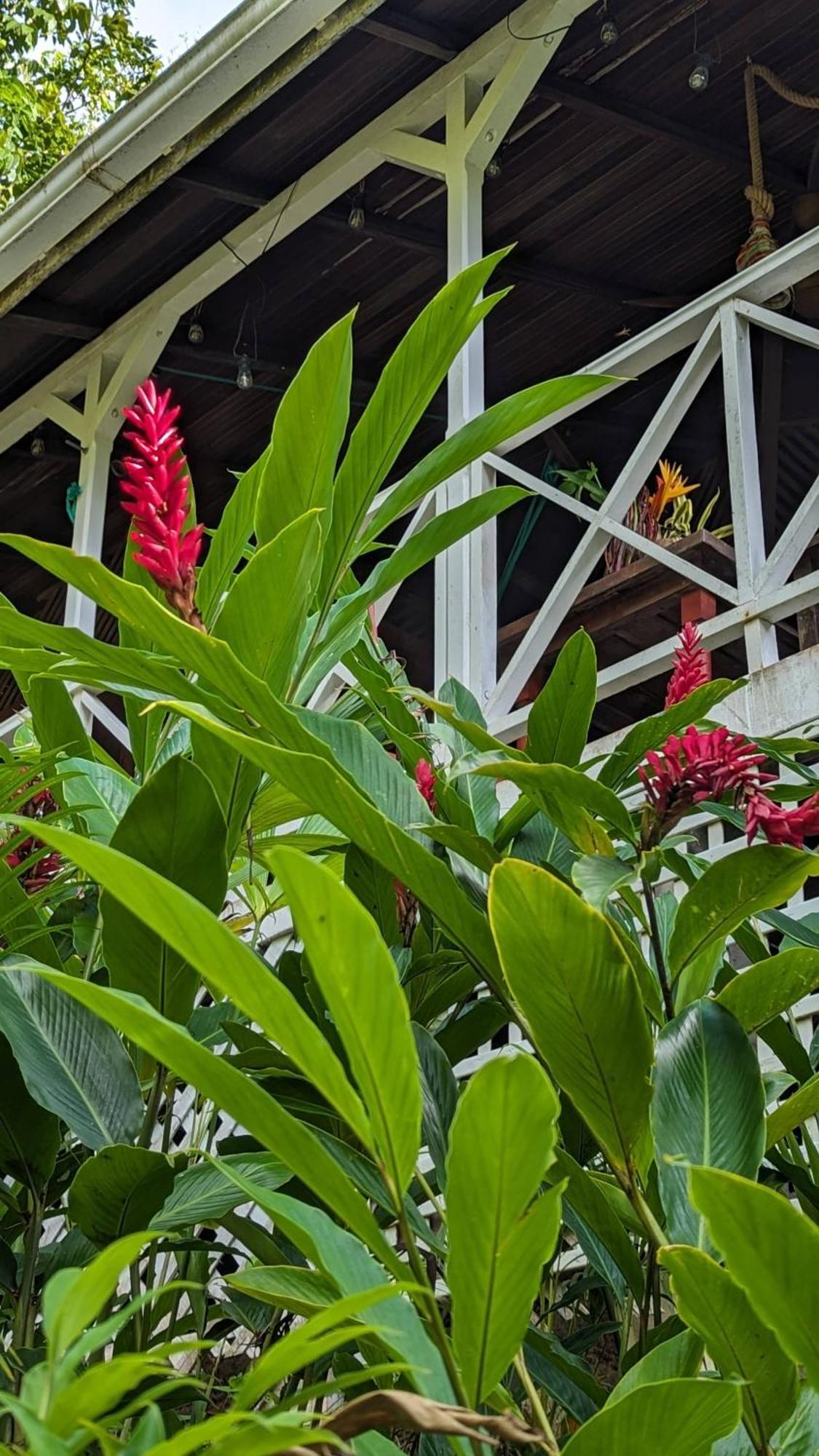 Ecolodges Karet 德赛 外观 照片